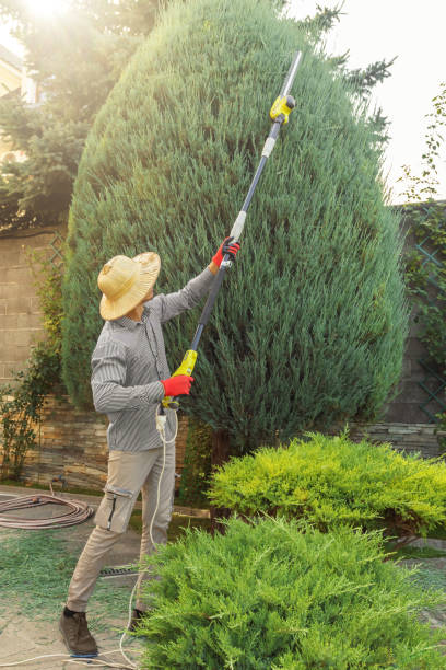 Professional Tree Removal and Landscaping Services in Novato, CA